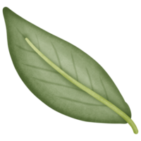 een groen blad geïsoleerd Aan transparant achtergrond png