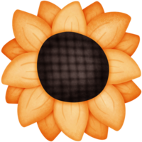 yellow sunflower isolated on transparent background png