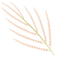 flowers in the branches isolated on transparent background png