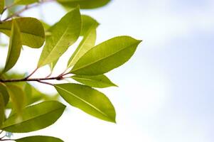 Aesthetic and fresh green leaves photo