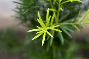 The trees in the park are growing new leaves photo