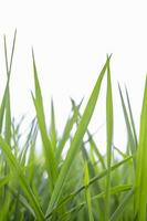 Green rice seedlings on white background photo