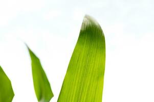 Fresh and beautiful corn leaves photo