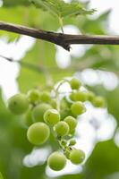 un verde manojo de uvas después el lluvia foto