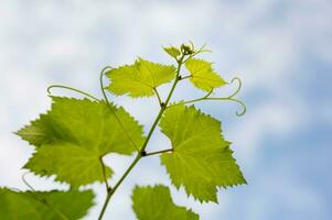 uva verduras en un caliente verano día foto