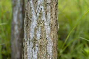 Tree lines in the park photo