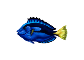 Bright blue surgeon royal. Exotic sea fish. Holidays in the tropics, travel, underwater world. For postcards, souvenirs, prints. Isolated illustration png
