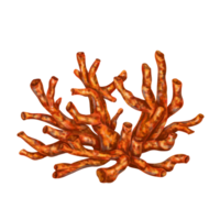 mer corail est brillant rouge orange dans couleur. isolé objet sur une blanc Contexte. tropical sous-marin monde. numérique illustration png