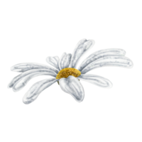 uno hermosa blanco manzanilla, parte superior vista. diseño para herbario té, natural productos cosméticos, aromaterapia, salud productos png