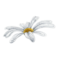 One beautiful white chamomile, top view. Design for herbal tea, natural cosmetics, aromatherapy, health products. png