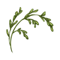 Green stems and leaves of white daisies. Design for herbal tea, natural cosmetics, aromatherapy, health products png