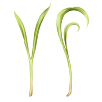Illustration von Spinat Mikro-Grün im Aquarell Stil. jung Samen Sämlinge, essbar Blätter, ein gesund Essen Ergänzung. Clip Art auf transparent Hintergrund. Gartenarbeit Pflanzen, Kochen Zutaten png
