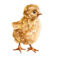 Cute yellow little chicken in full growth. Digital illustration. Isolated objects. From the farmer's collection. For compositions, designs, prints, stickers, posters, postcards png