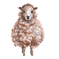 Fluffy milk-colored sheep in full growth. Digital illustration. Isolated objects. From the farmer's collection. For compositions, design, prints, stickers, posters, postcards, children's decoration png