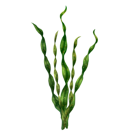 Seaweed of rich green color. Transparent fresh sea plant, highlighted on a white background. Hand-painted underwater grass. Tropical underwater world. Digital illustration. png