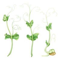 Illustration of micro-green peas in watercolor style. Young seed seedlings, edible leaves, a healthy food supplement. Clipart on transparent background. Legumes for gardening, ingredients for cooking png