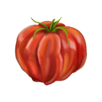 Red ripe fleshy tomato. Digital isolated illustration. Applicable for packaging design, postcards, prints, textiles png