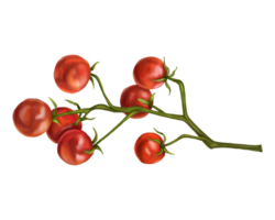Red cherry tomatoes on a twig. Digital isolated illustration. Applicable for packaging design, postcards, prints, textiles png