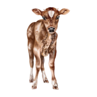 Cute calf with spots and small horns in full growth. Digital illustration. Isolated objects. From the farmer's collection. For compositions, design, prints, stickers, posters, postcards png