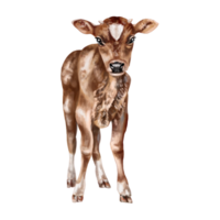 Cute calf with spots and small horns in full growth. Digital illustration. Isolated objects. From the farmer's collection. For compositions, design, prints, stickers, posters, postcards png