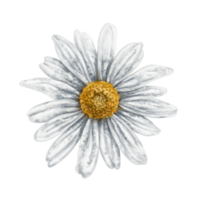 One beautiful white chamomile, top view. Design for herbal tea, natural cosmetics, aromatherapy, health products. png