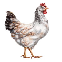 A white chicken with full-length spots. Digital illustration. Isolated objects. From the farmer's collection. For compositions, designs, prints, stickers, posters, postcards png