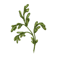 Green stems and leaves of white daisies. Design for herbal tea, natural cosmetics, aromatherapy, health products png