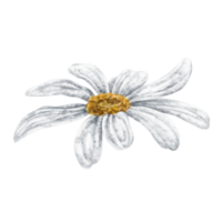 One beautiful white chamomile, top view. Design for herbal tea, natural cosmetics, aromatherapy, health products. png