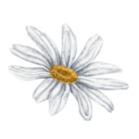 One beautiful white chamomile, top view. Design for herbal tea, natural cosmetics, aromatherapy, health products. png