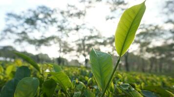 Fresh and lush tea shoots in a tea garden in Malang with sunlight shining from the east photo