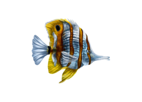 Yellow and white striped butterfly fish. An exotic underwater animal. Holidays in the tropics, travel, underwater world. For postcards, souvenirs, prints. Isolated illustration png