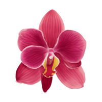 Red burgundy orchid bouquet png