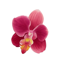 Red burgundy orchid bouquet png