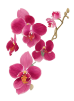 Red burgundy orchid bouquet png