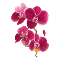 röd vinröd orkide bukett png