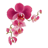 Red burgundy orchid bouquet png