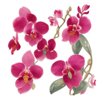 Red burgundy orchid bouquet png