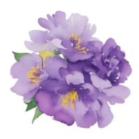 violett blomma vattenfärg klämma konst png