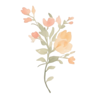 Peach roses bouquet clip art png