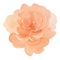 Peach roses bouquet clip art png