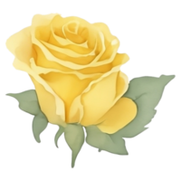 Yellow mastard rose png