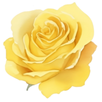 Yellow mastard rose png