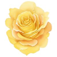 Yellow mastard rose png