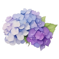 Purple Hydrangea clip art png