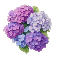 Purper hortensia klem kunst png