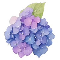 Purple Hydrangea clip art png