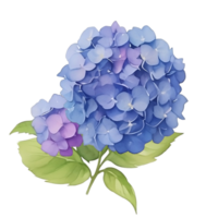 Purple Hydrangea clip art png