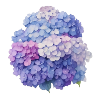 Purper hortensia klem kunst png