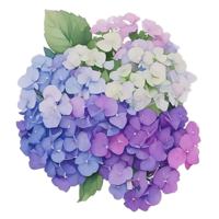 lila hortensia klämma konst png
