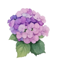 Purple Hydrangea clip art png